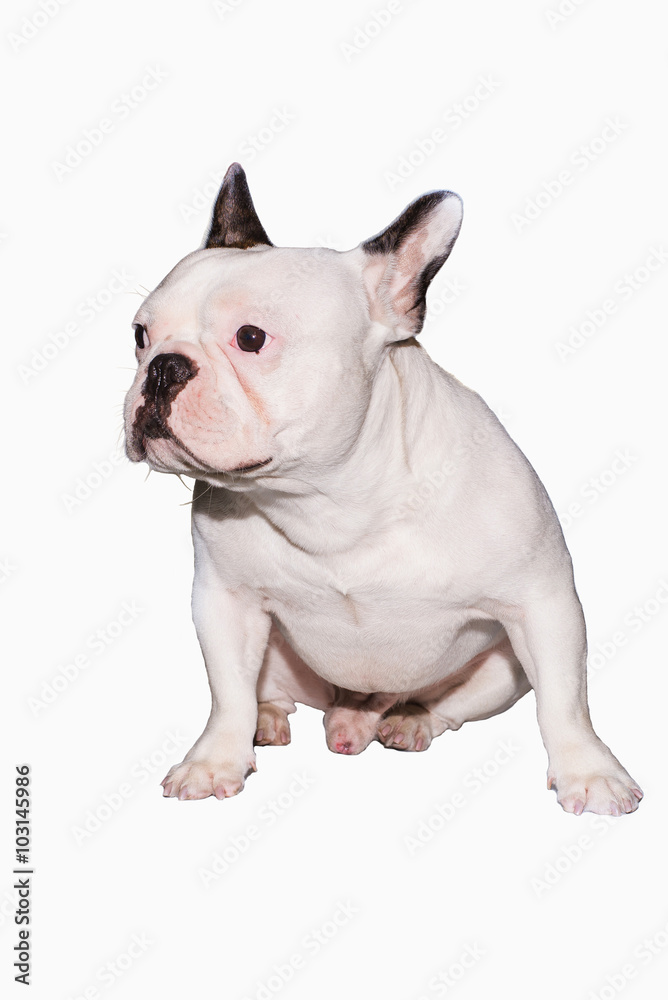 French bulldog looks smart with isolate