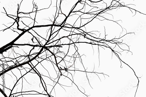 Abstract symbol idea. The sadness of the tree,Natural  silhouette of a leafless branch.
