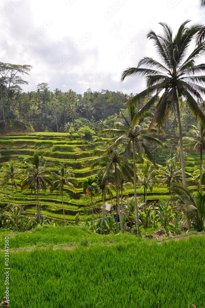 Tegallalang Rice Terraces Tegallalang Rice Terraces