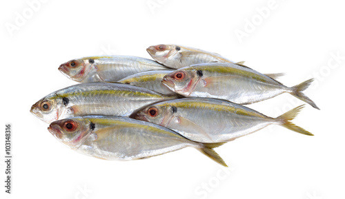 Photography whole round fresh yellow-stripe scad fish on white background