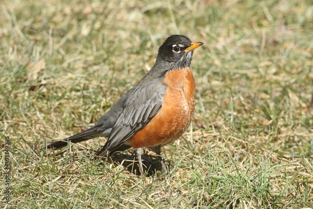 American Robin (Turdus migratorius) American Robin (Turdus migratorius)
