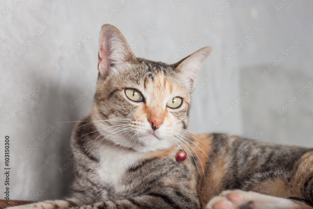 Thai cat pose with grey background