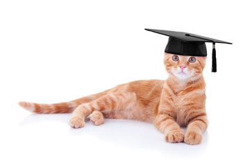 Smart graduate graduation pet kitten cat training