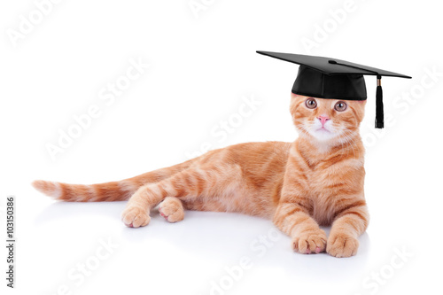 Smart graduate graduation pet kitten cat training