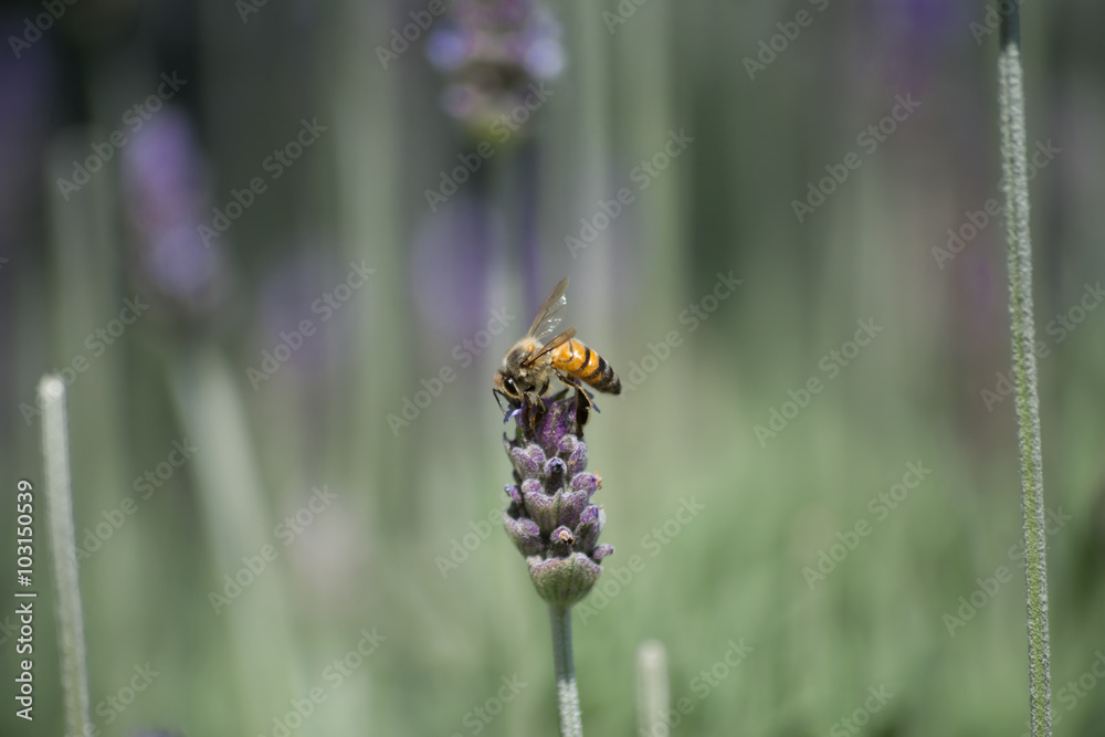 La abeja come en lo más alto de la flor. La abeja come en lo más alto de la flor.