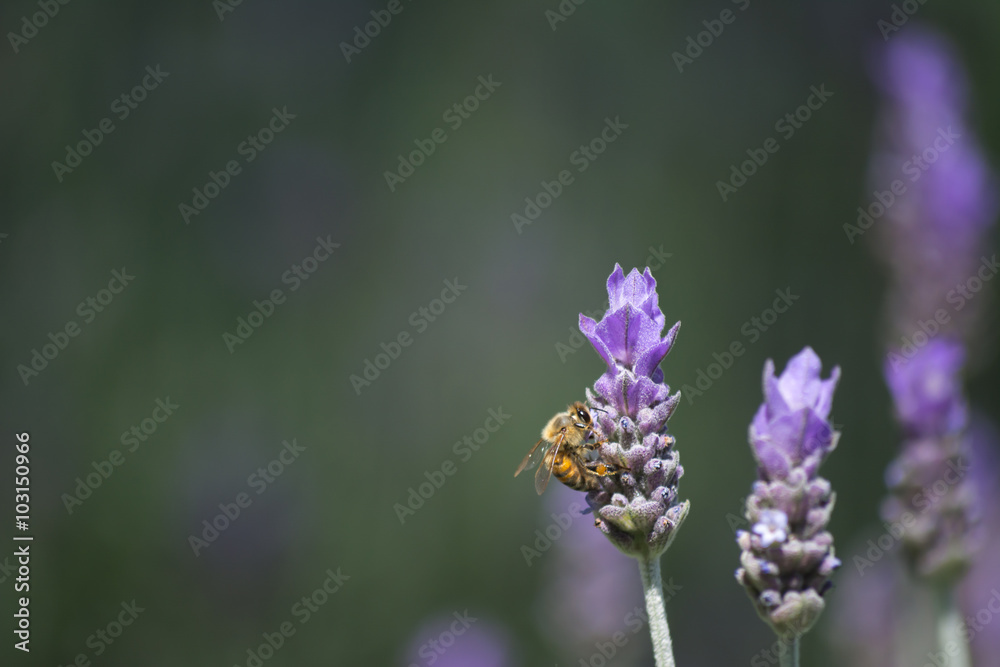 Dos flores y una abeja. Dos flores y una abeja.