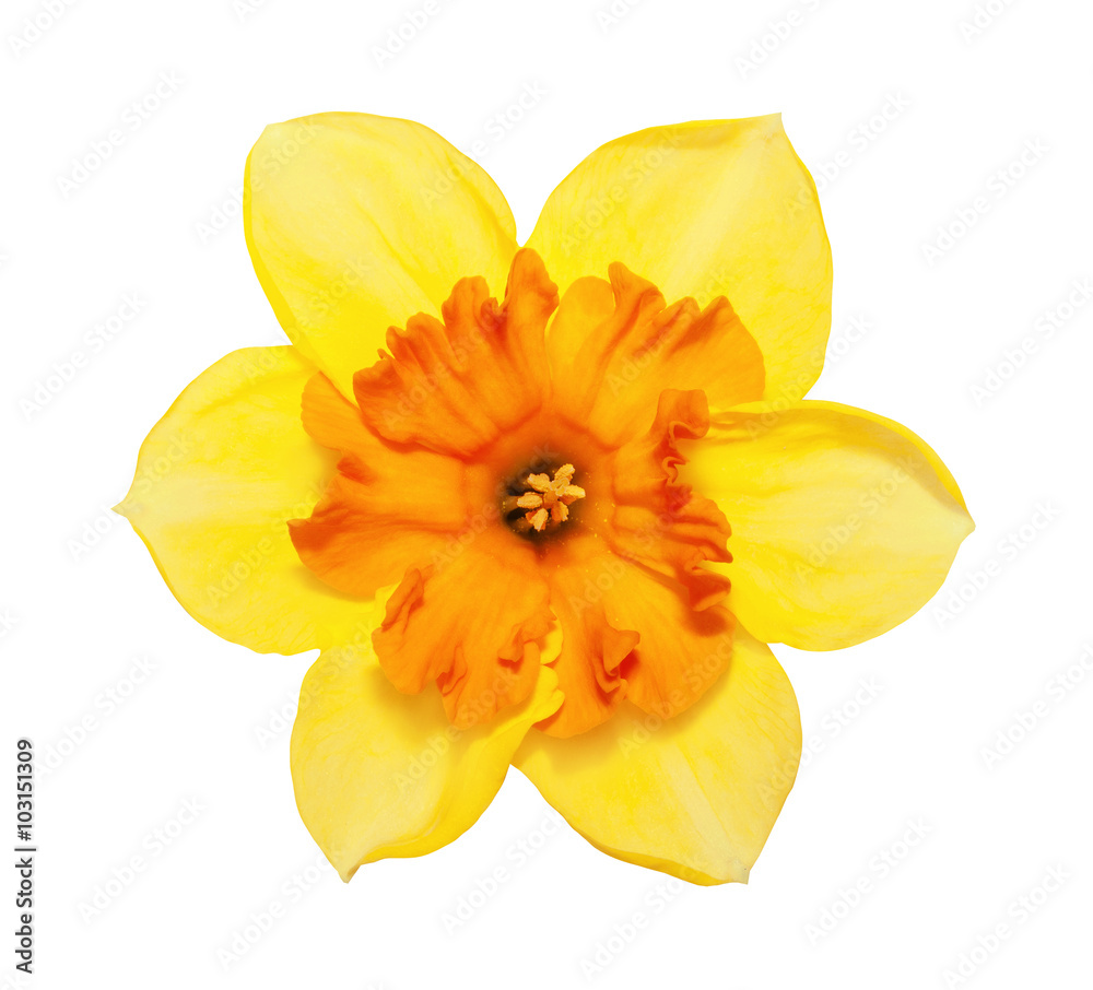 Flower magnificent yellow narcissus flower head isolated on white background