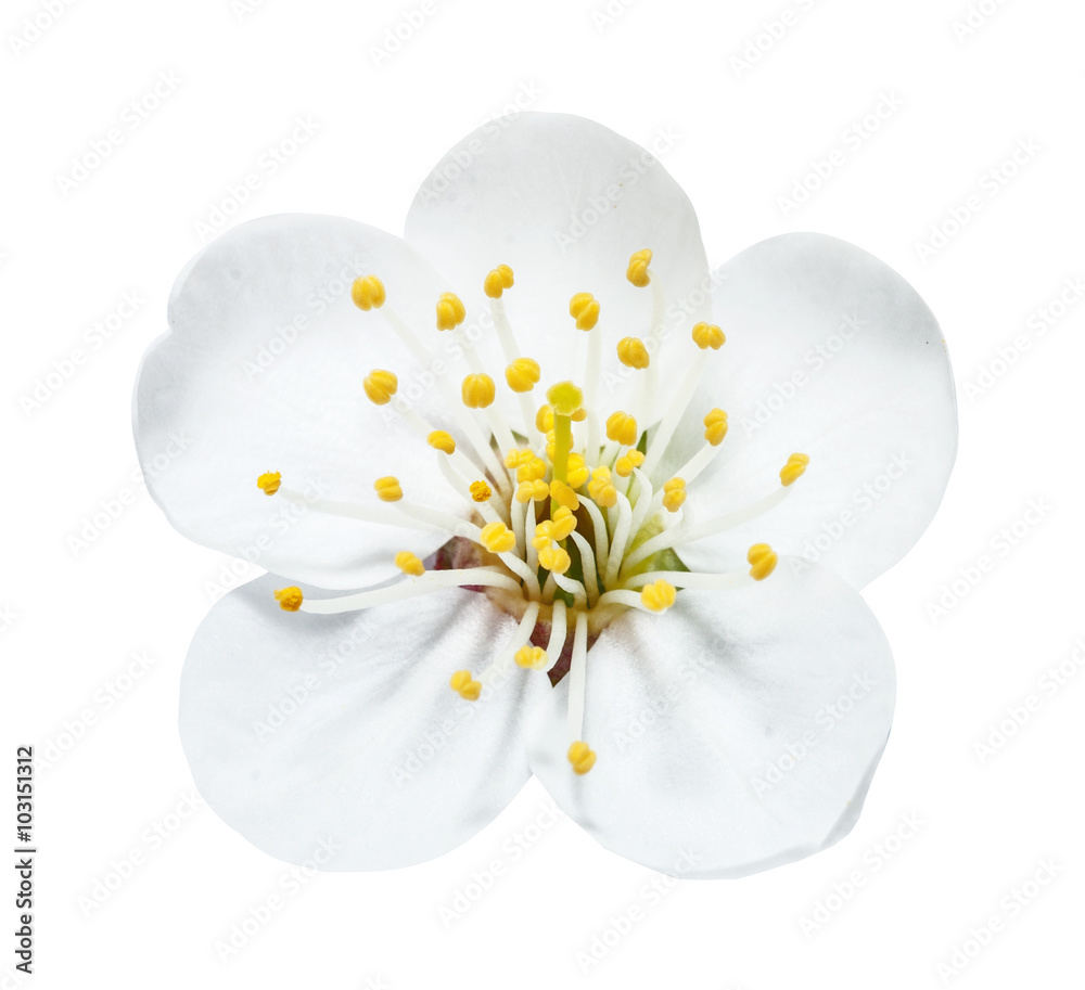 Obraz premium The white cherry flower with yellow stamens isolated on the white