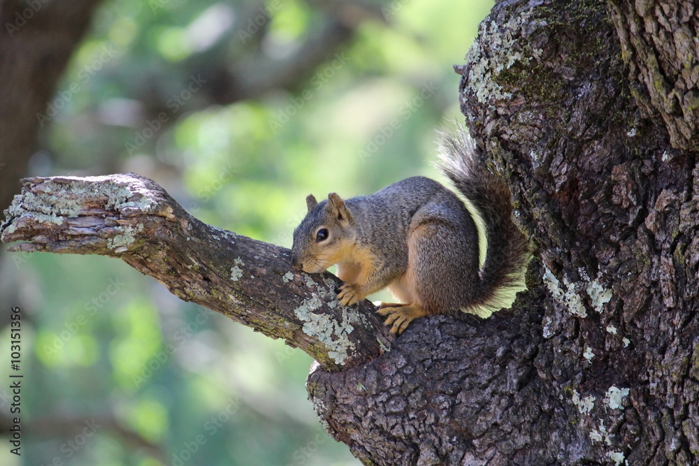 Squirrel Sitting On Tree Branch Squirrel Sitting On Tree Branch