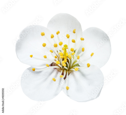 The white cherry flower with yellow stamens isolated on the white