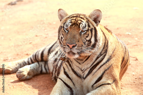 Tiger was raised in temples. Popular Attractions Kanchanaburi.