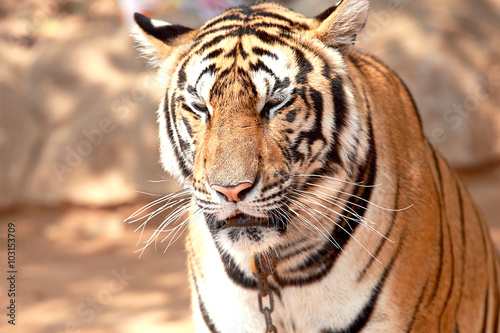 Tiger was raised in temples. Popular Attractions Kanchanaburi.