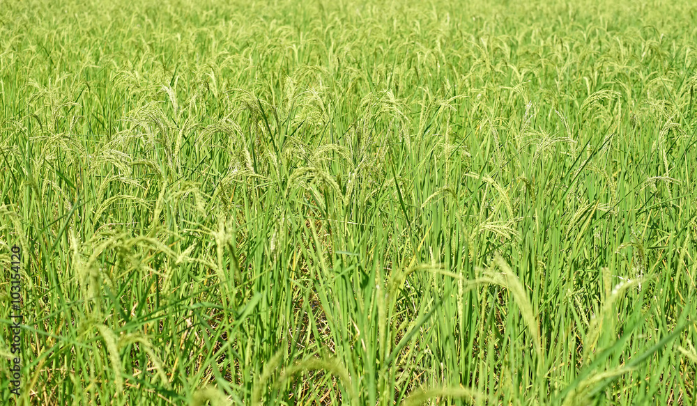 paddy rice in field paddy rice in field