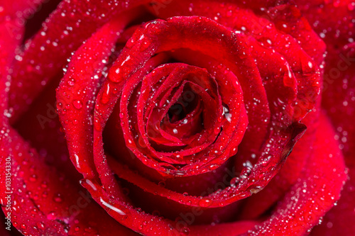 macro closeup view of red rose with water drops