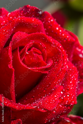 Fototapeta Naklejka Na Ścianę i Meble -  macro closeup view of red rose with water drops