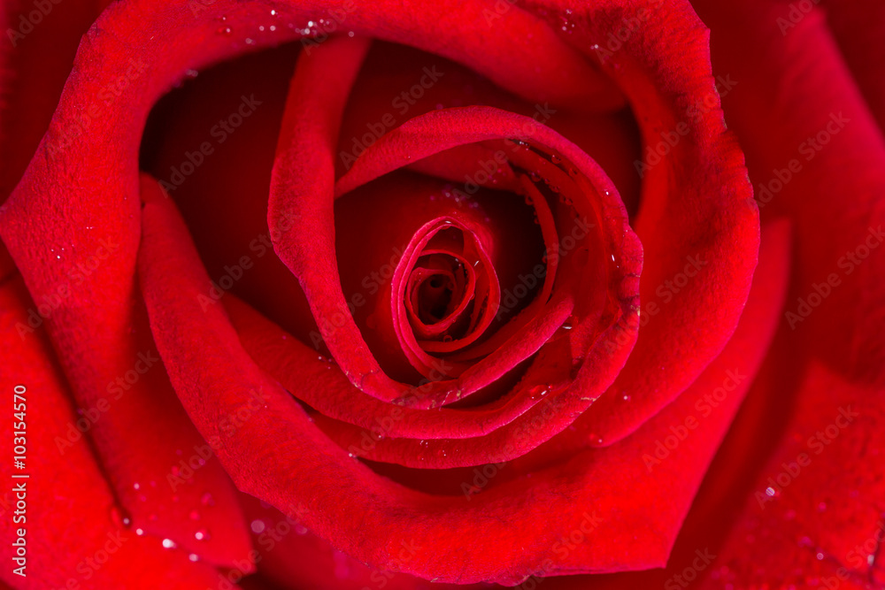 macro closeup view of red rose macro closeup view of red rose