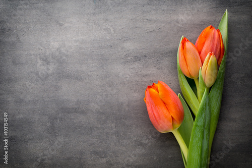 Tulips, orange on the grey  background.