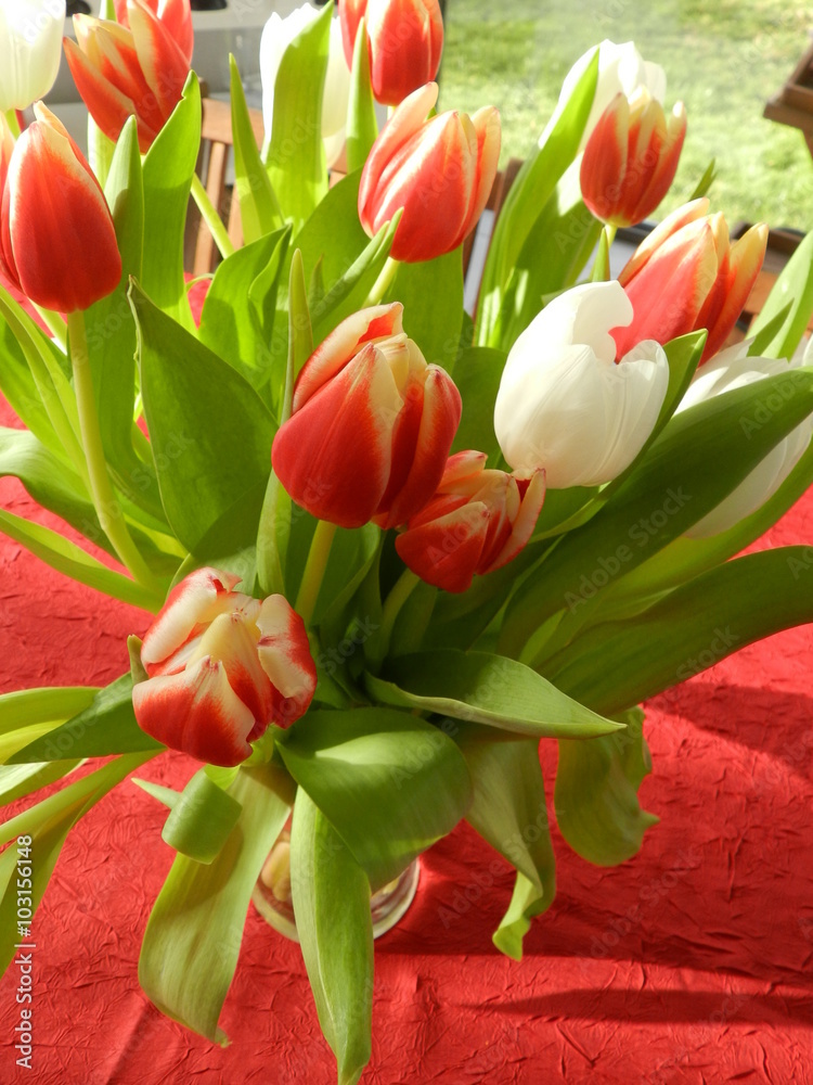 tulipes tulipes