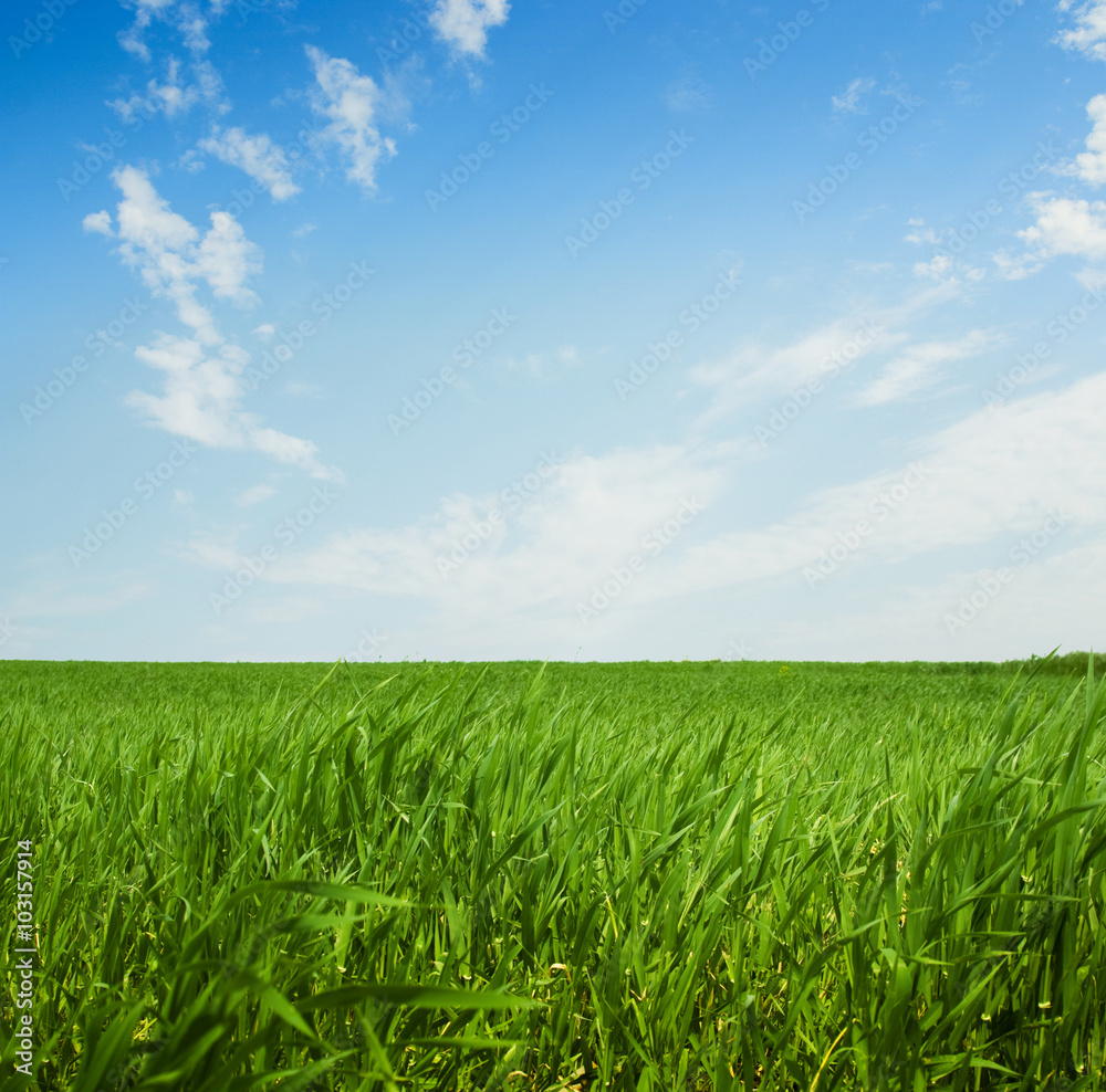 green grass on the sky background green grass on the sky background