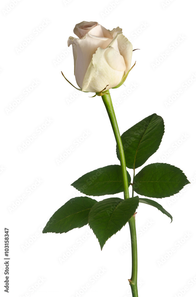 beautiful single white rose on a white background beautiful single white rose on a white background