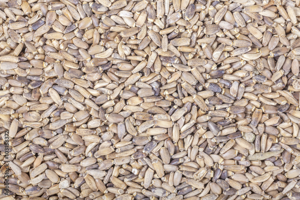 Close up picture of milk thistle seeds, food background Close up picture of milk thistle seeds, food background