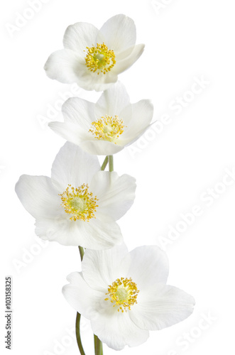 White anemone flowers isolated on white background