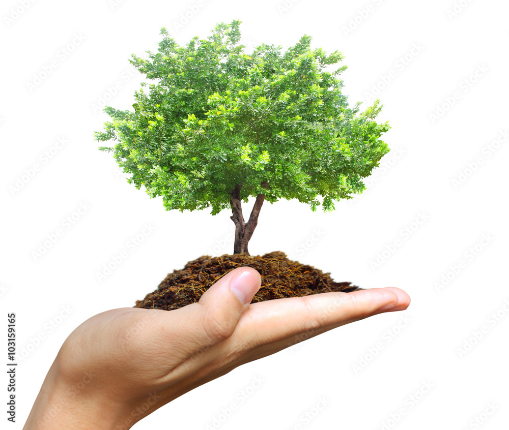Human hands holding tree Human hands holding tree