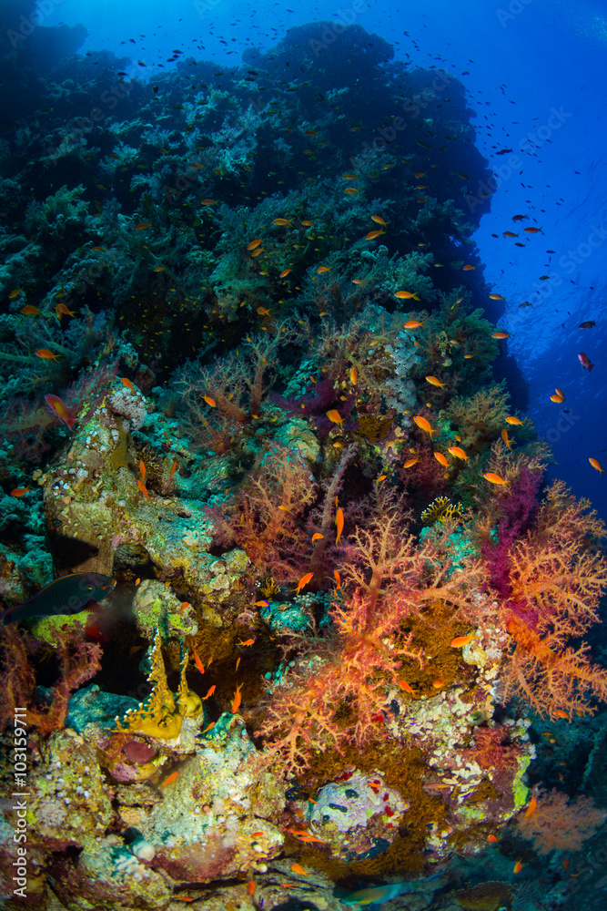 Obraz premium Coral garden