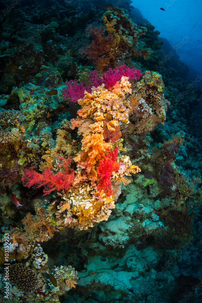 Coral garden