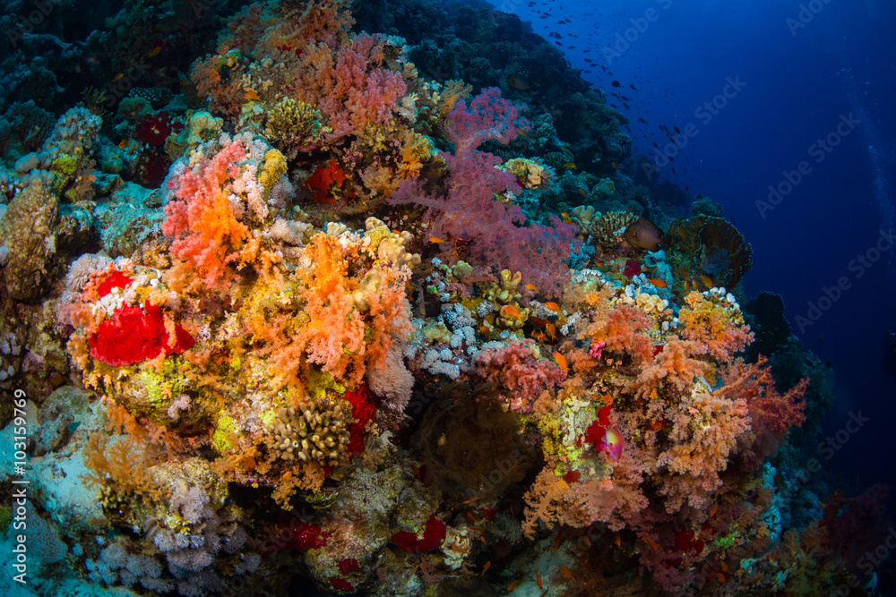 Coral garden