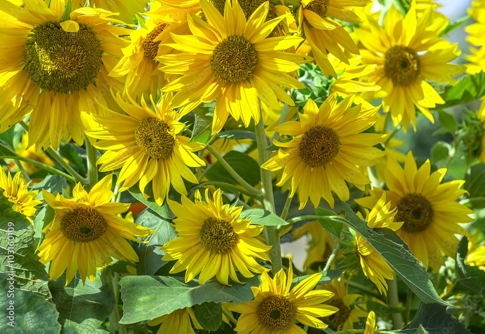 Sunflowers in the sunshine with dozens of loud sunflower blooming yellow as the sun shines on the ground, these are flowers always look for the sun as the belief in a brighter day. Sunflowers in the sunshine with dozens of loud sunflower blooming yellow as the sun shines on the ground, these are flowers always look for the sun as the belief in a brighter day.