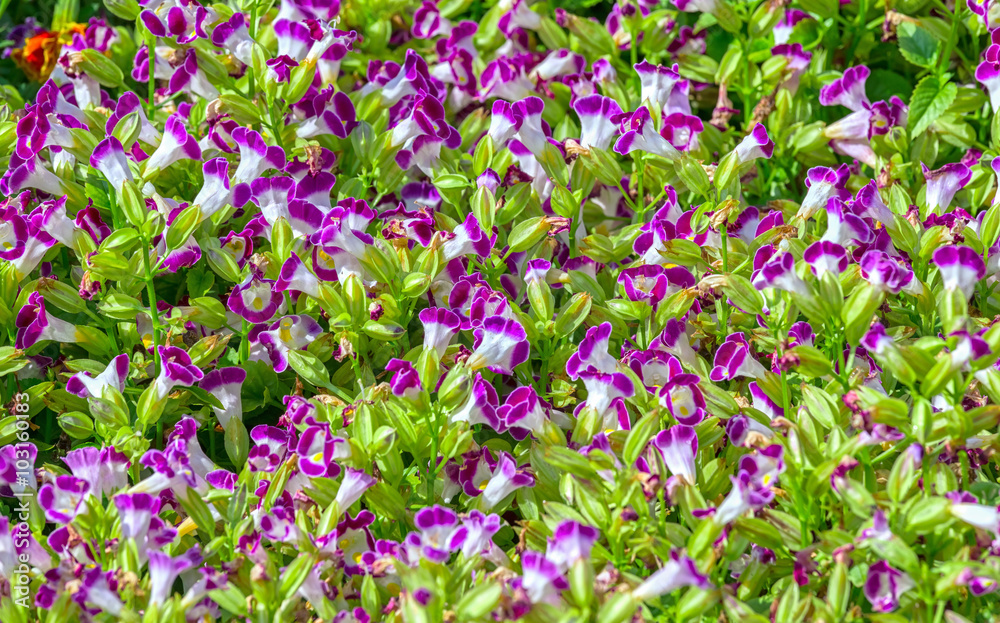 Pansies carpet with hundreds of blooming flowers with two white pensee, interwoven purple flowers in the garden under beautiful sunshine Pansies carpet with hundreds of blooming flowers with two white pensee, interwoven purple flowers in the garden under beautiful sunshine