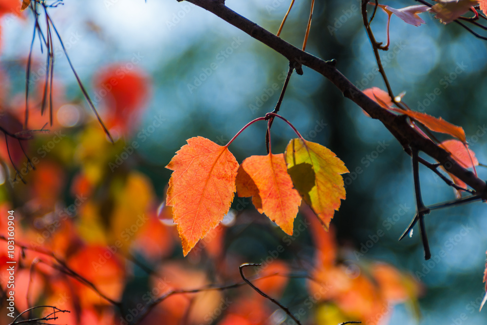 Obraz premium Autumn rowan leaves background