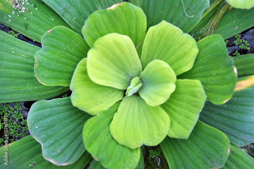 Green water lily leaves in a pond © salajean