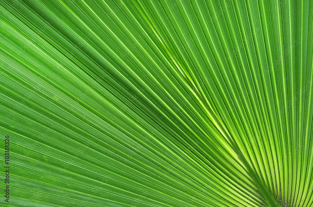 Green palm leaf close-up background Green palm leaf close-up background