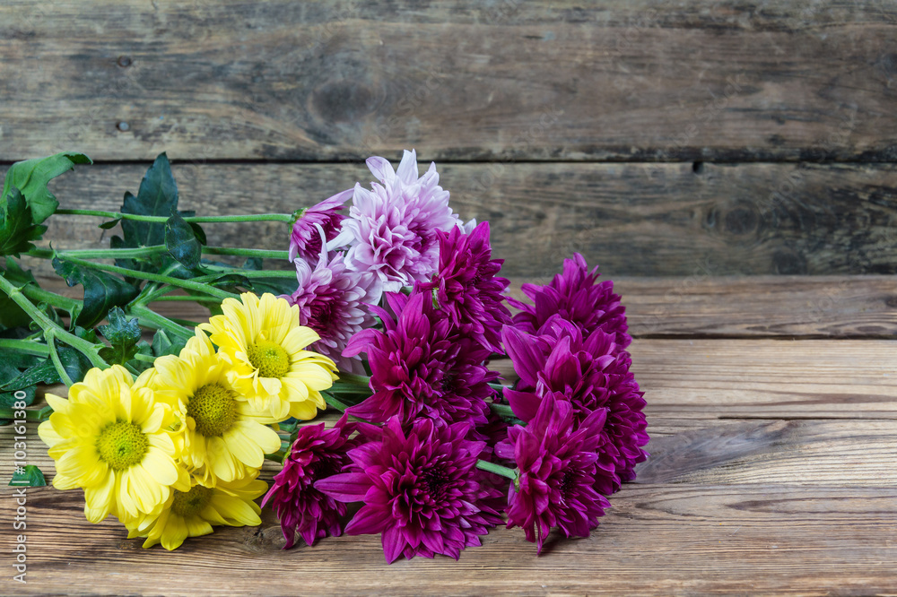 Beautiful chrysanthemum Beautiful chrysanthemum