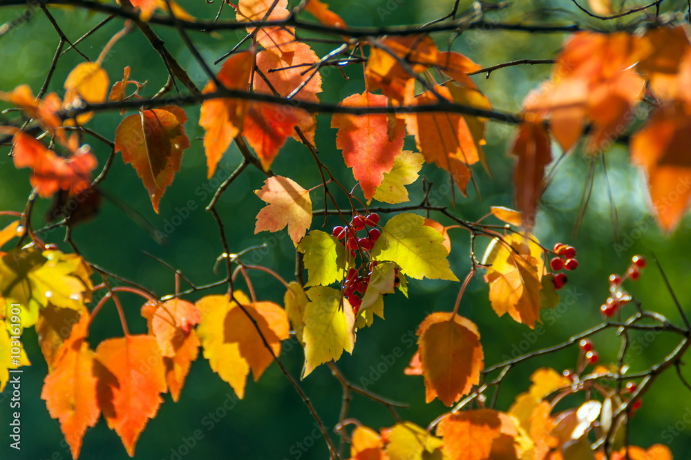 Autumn rowan leaves background