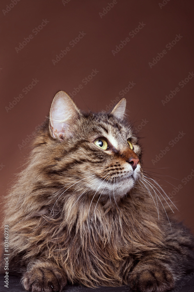 Cat in studio looking away from camera on brown background