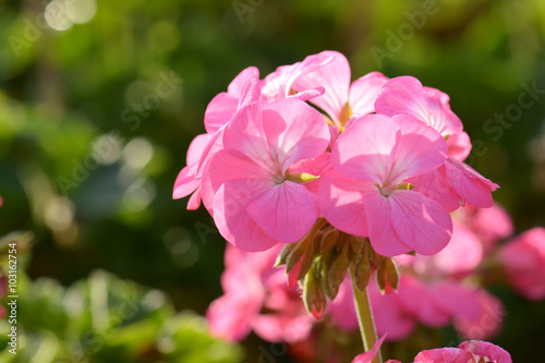 Fototapeta Naklejka Na Ścianę i Meble -  Pink geraniums in the morning