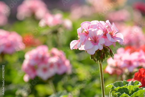 Fototapeta Naklejka Na Ścianę i Meble -  Pink geraniums in the morning