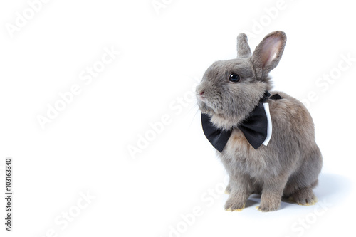 fluffy gray rabbit with the bow tie