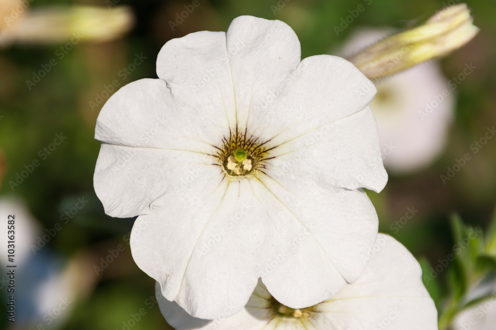 Obraz premium White Petunia flower