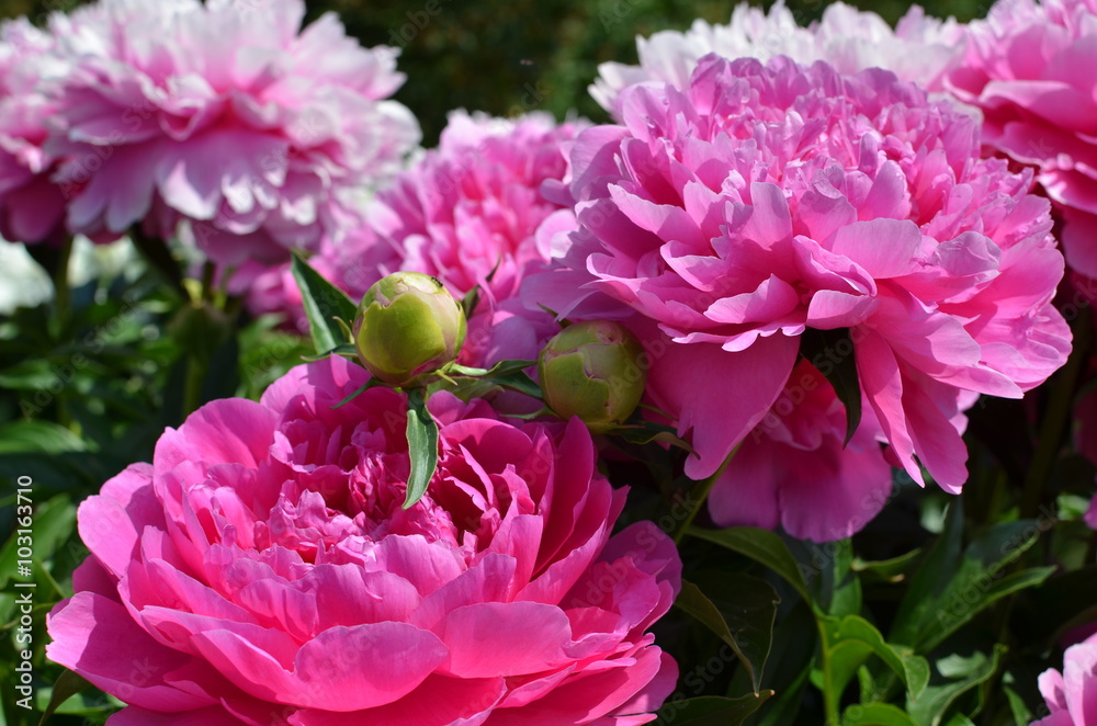 Blooming big summer peonies Blooming big summer peonies