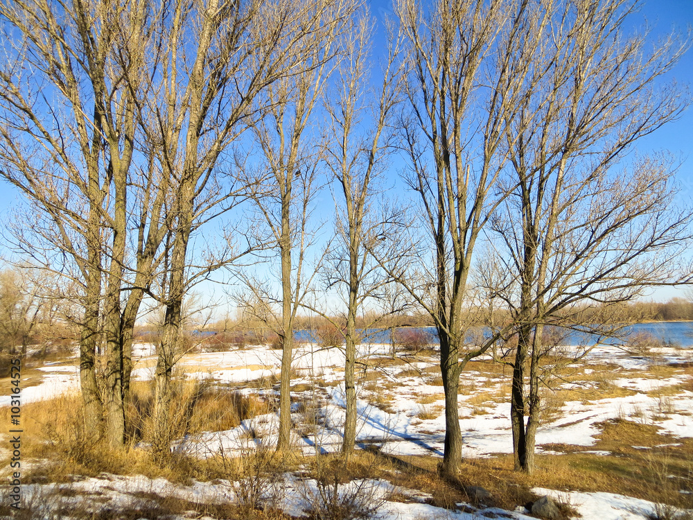 Fototapeta premium Winterscape