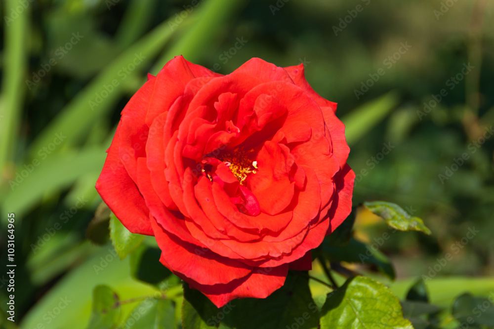 Red rose close up in the garden Red rose close up in the garden