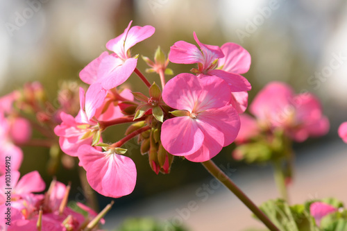 Fototapeta Naklejka Na Ścianę i Meble -  Pink geraniums in the morning