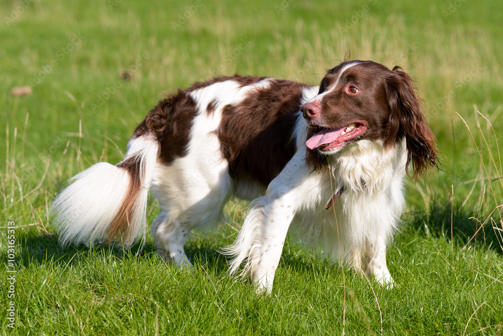English springer spaniel dog standing in field English springer spaniel dog standing in field