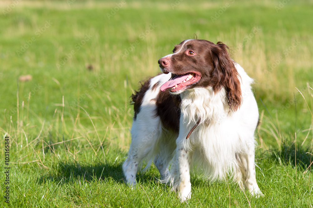 English springer spaniel dog standing in field English springer spaniel dog standing in field