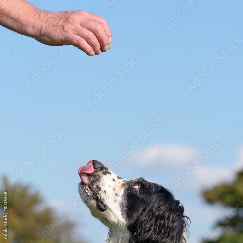 English springer spaniel dog being given treat