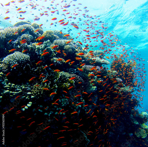 Tauchen in Soma Bay im Roten Meer in Ägypten mit tollem Anblick auf einen Schwarm roter Fische um ein Korallenriff